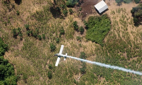 A police plane sprays herbicides over coca fields in Colombia in 2008. Colombia will resume using weed killer to destroy coca crops after suspending its use due to cancer concerns.