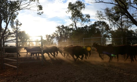 Calves run into an inclosure a property near St George, Queensland.