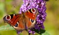 A peacock butterfly feeding on a buddleja bush