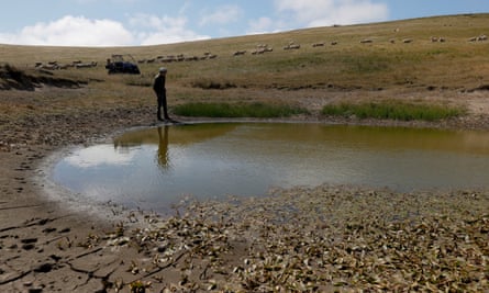 Jim Jensen, a rancher, walks by a pond with low water levels in Tomales, Marin county.