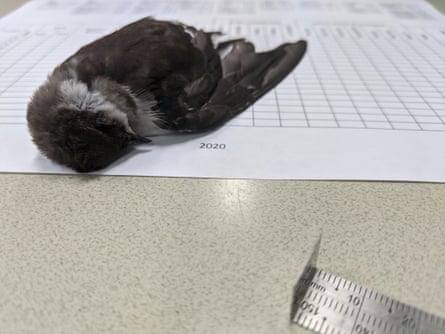 One of the hundreds of dead birds reported throughout New Mexico over the past two weeks.