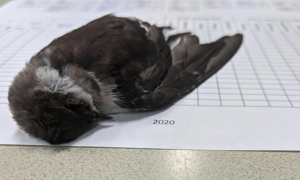 Mass die-off of birds in south-western US ’caused by starvation’ Mass die-off of birds in south-western US ’caused by starvation’