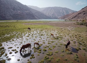 Five horses grazing on grassland.