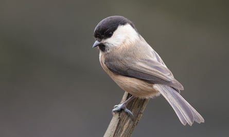 A willow tit on a twig