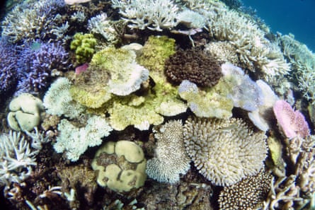 Fully bleached and fluorescent bleached branching corals on the Great Barrier Reef, March 2016