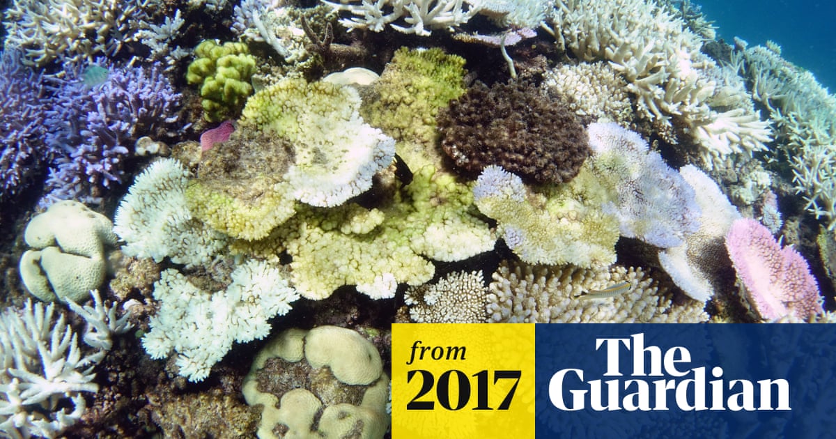 Great Barrier Reef Australia Must Act Urgently On Water Quality