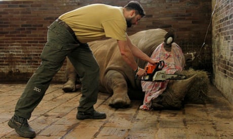'Better de-horned than dead' – zoo chops rhino horns to foil poachers
