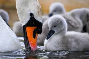 A mother mute swan attends to her cygnets at Abbotsbury Swannery, Dorset, UK. The arrival of mute Swan cygnets is traditionally seen as the start of summer and local traditions claim the Benedictine Monks who owned the swannery between 1000 AD and the 1540s believed the first cygnet signalled the season’s first day. Abbotsbury Swannery is the only publicly accessible colony of nesting Mute Swans in the world and can number up to 1,000 per year and are all free-flying