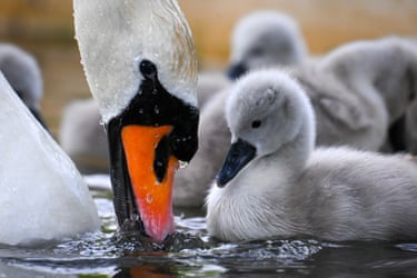 A mother mute swan attends to her cygnets at Abbotsbury Swannery, Dorset, UK. The arrival of mute swan cygnets is traditionally seen as the start of summer, and it’s said the Benedictine monks who owned the swannery between about 1000 and the 1540s believed the first cygnet signalled the season’s first day