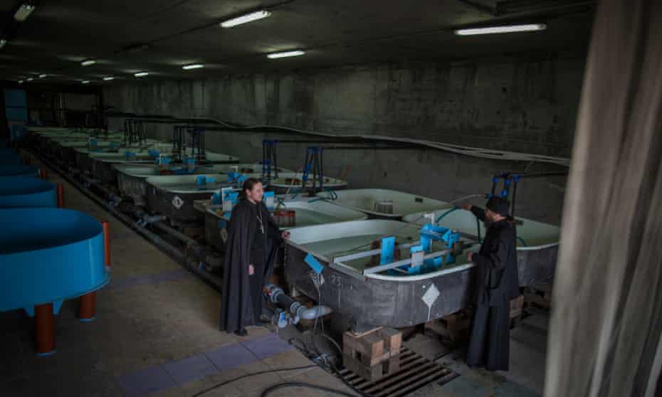 Monjes junto a los depósitos de agua donde se crían las crías de esturión.