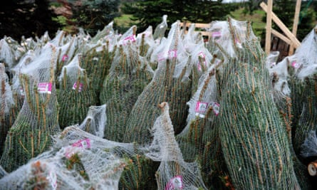 The 8 best christmas tree farms in rhode island! Rhode Island town to man re-selling Christmas trees: no, no, no | Rhode