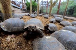 Tartarugas de Galápagos são vistas na Estação de Pesquisa Charles Darwin no Parque Nacional de Galápagos.