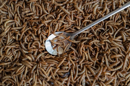 A spoon lifting out of mealworms.