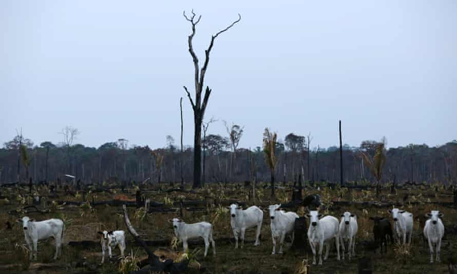 Cattle graze in a cleared part of the Amazon in Amazonas state, Brazil.
