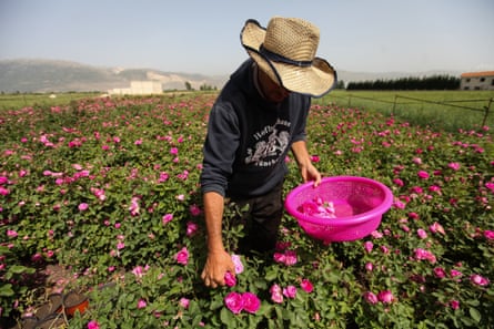 Salem al-Azouq picks roses at his planation in the Bekaa valley, Lebanon.