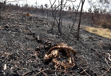 The charred skeleton of a snake on the blackened ground