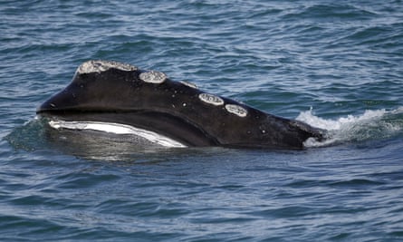 Right whales’ habit of feeding leisurely at the surface made them ideal for hunting and now leaves them vulnerable to ship strikes and entanglement in nets.