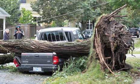 A fallen tree lies on a crushed pickup truck
