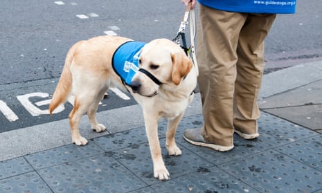 Guide dog standing beside the road