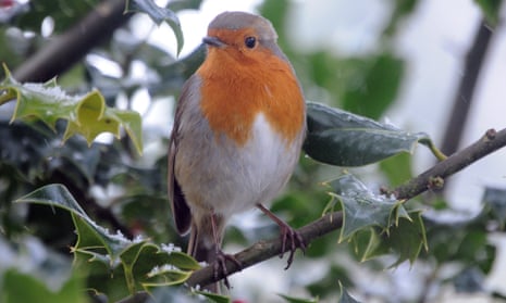 Robin sitting in a holly bush during a snow shower.