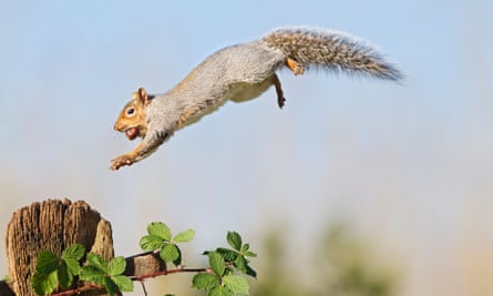 A leaping squirrel