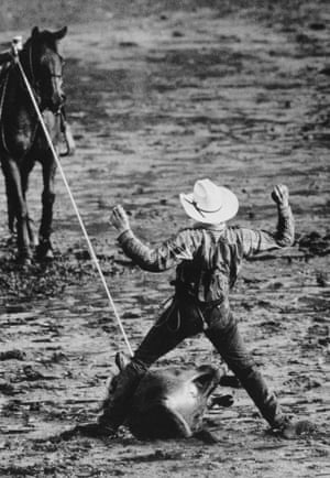 A rodeo cowboy in action in the ring having lassoed a horse