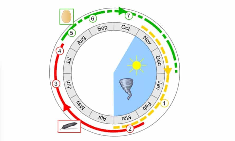 long dead dodo revealed by bone study