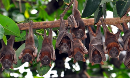 flying foxes hang from a branch in queensland australia