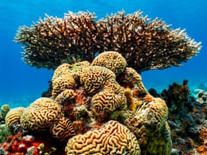 A coral structure of acropora and platygyra at Eilat nature reserve in Israel. Despite sea temperatures rising faster in the Gulf of Aqaba than the global rate, the coral reef in the north of the Red Sea shows remarkable resistance to the effects of global warming. Scientists are trying to understand the biological capacity of these corals hoping this knowledge could help reefs elsewhere