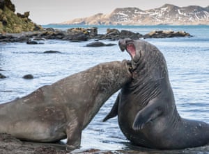 In a rut.
Two elephant seals in battle. During the breeding period, bulls starve themselves for up to three months and can lose 12kg a day as they fight for control of the harem. All of this was happening daily on my doorstep!