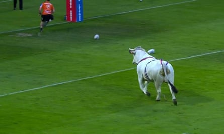 The bull's rampage had terrified Dragons players vaulting the fence to hide in the crowd.