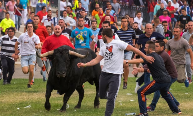 Festivalgoers run with the bull at the Toro de la Peña in Tordesillas, Spain