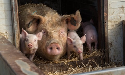 More than just meat: why your choice matters | RSPCA Australia: RSPCA  Approved Farming Scheme | The Guardian