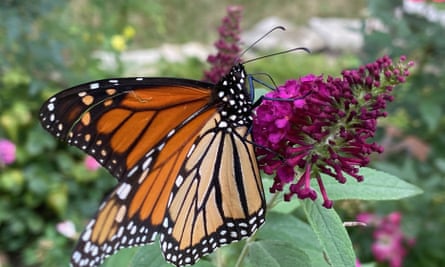 A migrating monarch butterfly feeds on nectar from a butterfly bush in a backyard in Racine, Wisconsin.