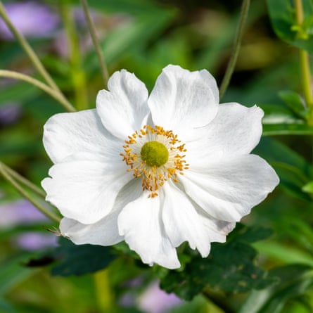 Anemone x hybrida ‘Honorine Jobert’ a summer autumn fall flowering plant with a white summertime flower commonly known as Japanese anemone.