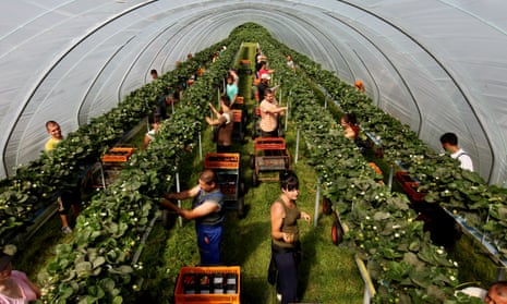 Strawberry pickers in poly-tunnels. Kelsey Farm, Wickhambreaux, Canterbury, Kent