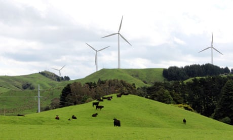 Yeni Zelanda'nın Hawke Körfezi'nin doğu kıyısındaki rüzgar çiftliklerinin yakınında inekler otluyor.