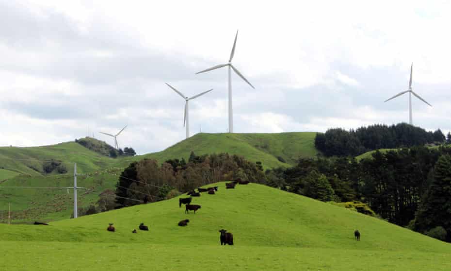 Cows graze near wind farms on the east coast region of Hawke's Bay, New Zealand