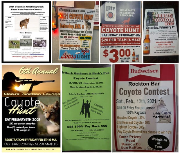 ‘An abomination’: the story of the massacre that killed 216 wolves Flyers advertising local coyote and wolf hunts, collected by the Wolf Patrol team. Photograph: Wolf Patrol