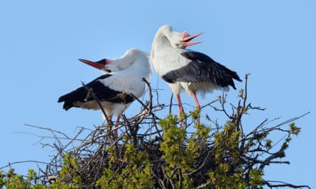 White storks at Knepp