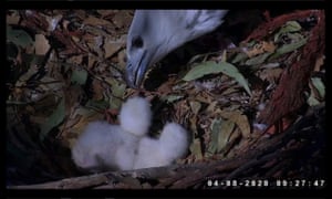 Uma águia-marinha de barriga branca alimentando seus filhotes recém-nascidos, por meio da alimentação 24 horas da EagleCAM no Parque Olímpico de Sydney, Austrália. No pico de visualização, mais de 15.000 pessoas estão logadas no stream