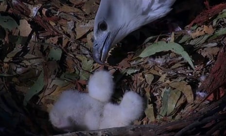 At peak viewing, more than 15,000 people are logged in to the live 24-hour EagleCAM feed in Sydney’s Olympic Park