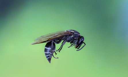 The Polybia paulista wasp, whose venom is thought to destroy cancer cells.