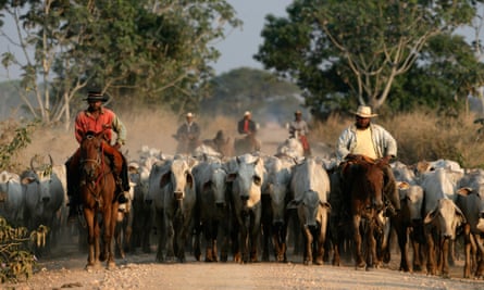 A atividade agrícola, concentrada na pecuária de corte e na soja, dois dos principais itens da pauta de exportações do Brasil, experimentou forte recuperação no Pantanal.