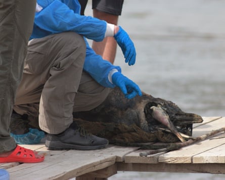 A person with blue medical gloves kneels next to a dolphin carcass.