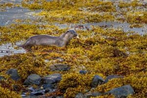 An otter carries a fish it has caught out of the sea on to the seaweed, Isle of Mull, Scotland