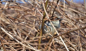 Happened to right walk by this sparrow’s home with my long lens camera: got as close as I could and zoomed all the way in. The wee guy didn’t budge and I was thankful. Never been able to get such a good picture of a sparrow. Very noble.