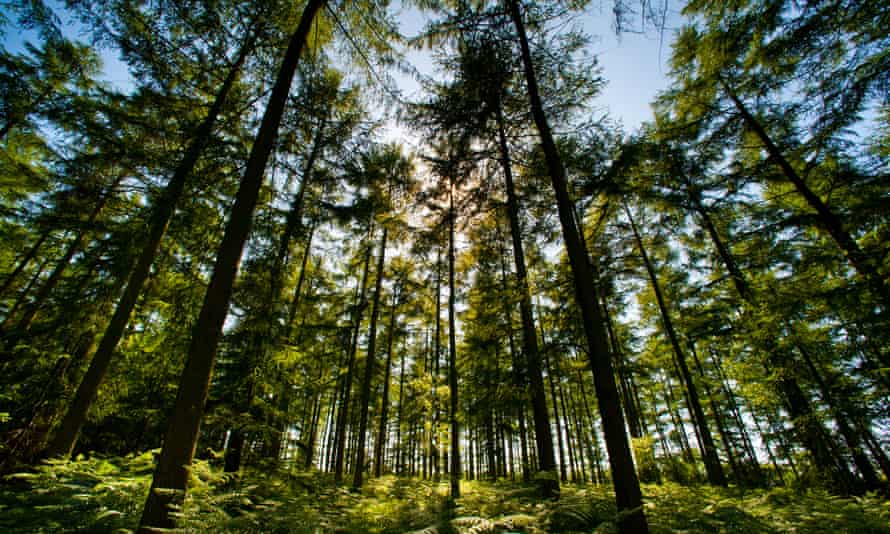 tall forest trees with sun and bracken