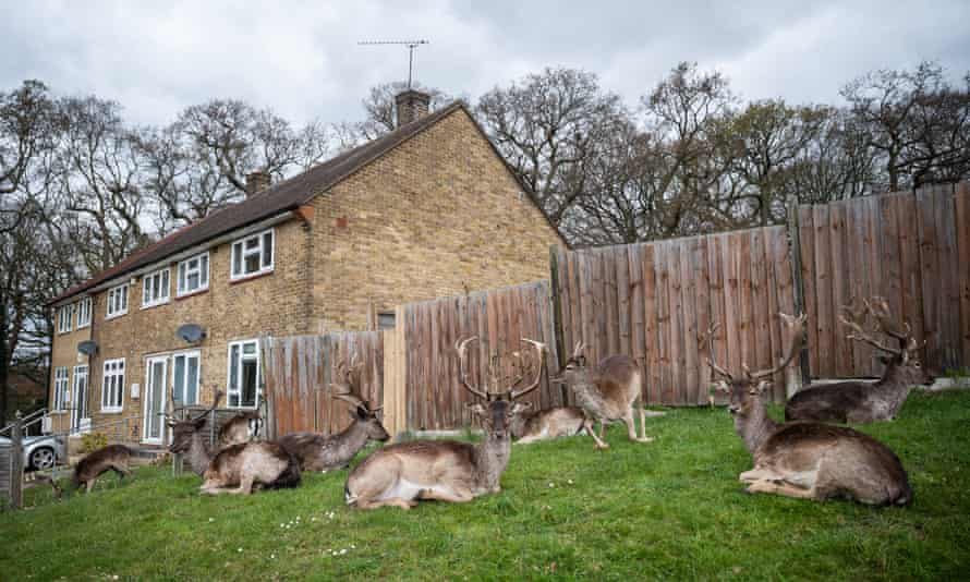 Fallow deer from Dagnam Park rest and graze on the grass outside homes on a housing estate in Harold Hill in Romford, England, in April 2020.
