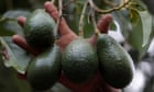 US inspections of Mexican avocados to resume after suspension over assault of inspectors
